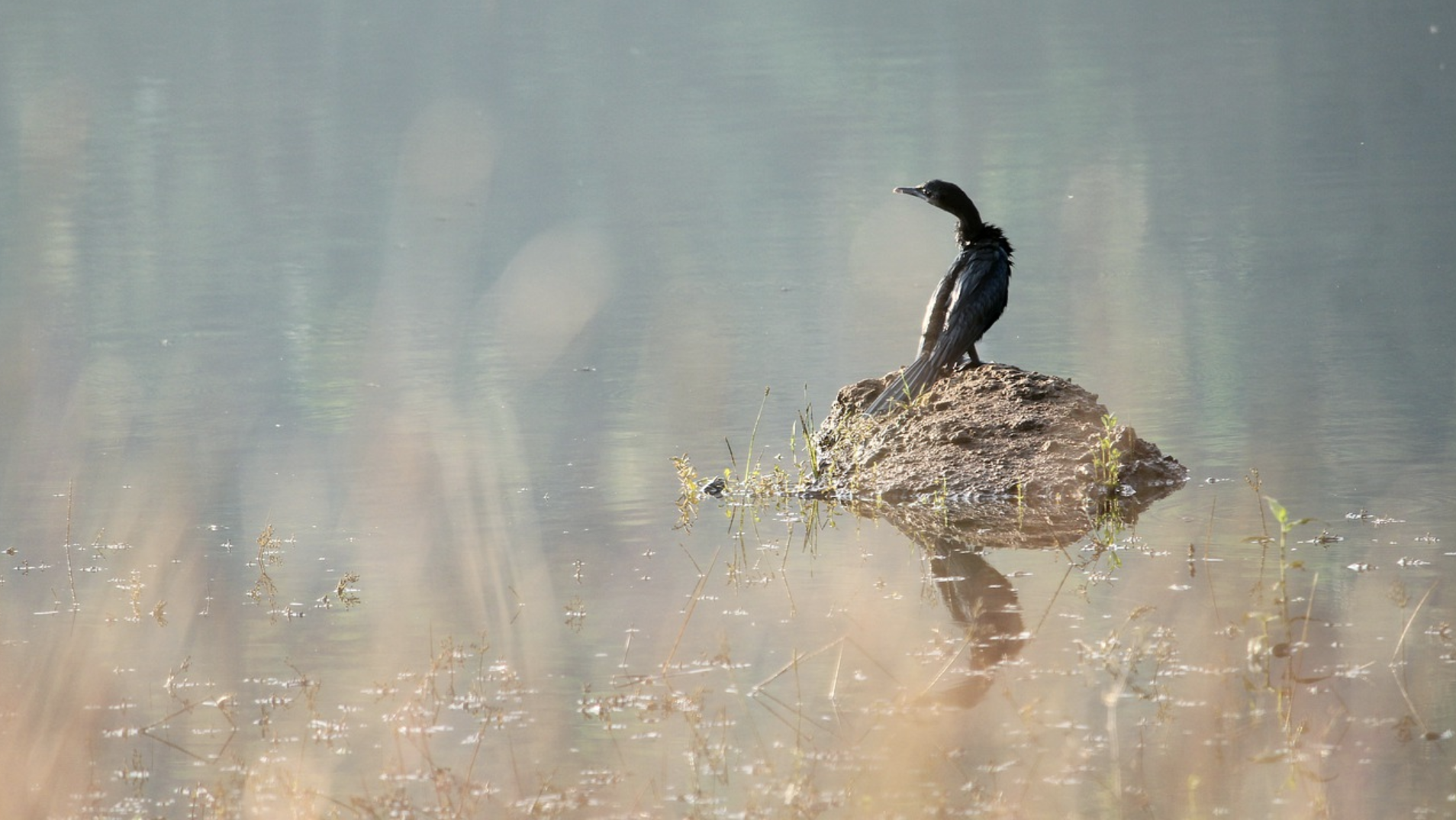 Birdlife in Kerala: Photo by Ambady Sasi
