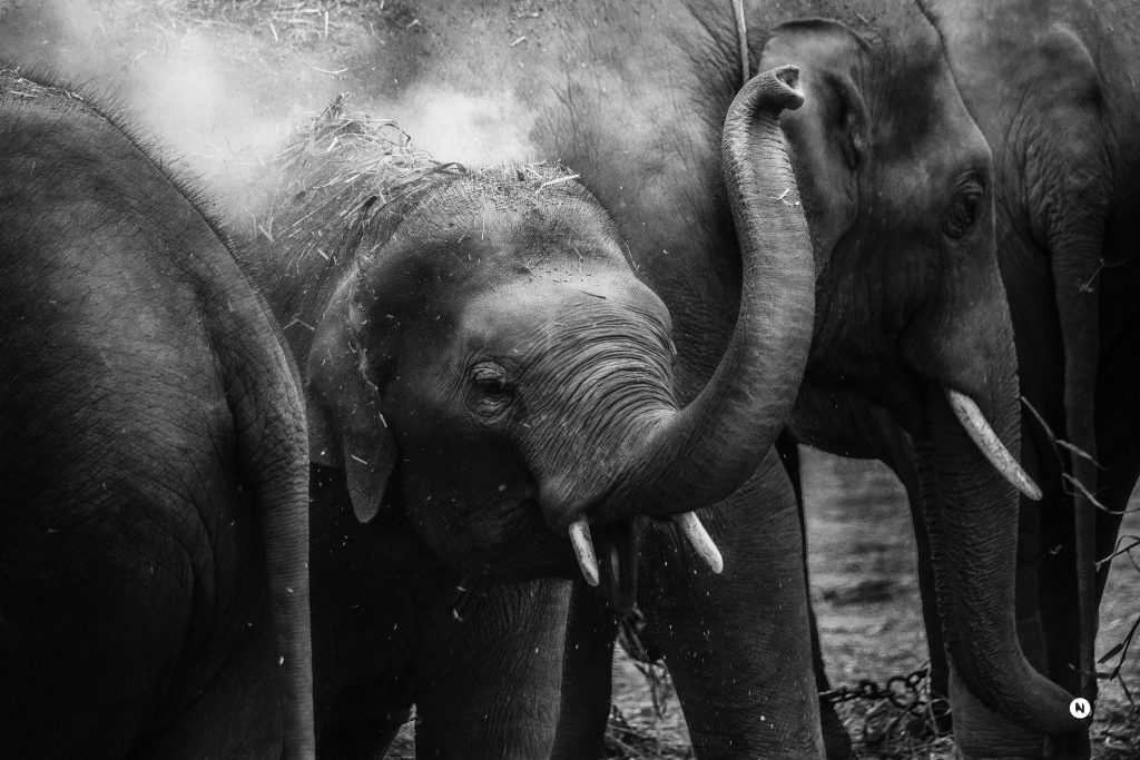 Elephants in Kerala 